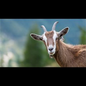 Meet your Posher, Daniel